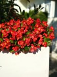 IMG_20170824_170547.jpg