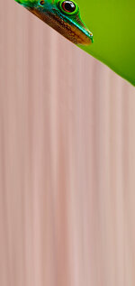 Redmi Note 9 Pro _ Pro Max miui.net.in (128).jpg