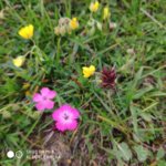 IMG_20180701_151436.jpg