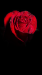 IMG_4602.PNG