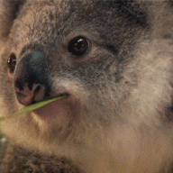 Koalaa