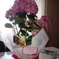 jasmin33