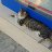 mrts