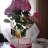 jasmin33